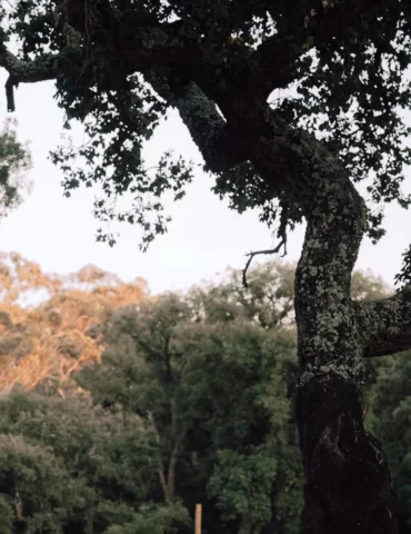 O chamado do Outono: alinhar o feminino com a natureza
